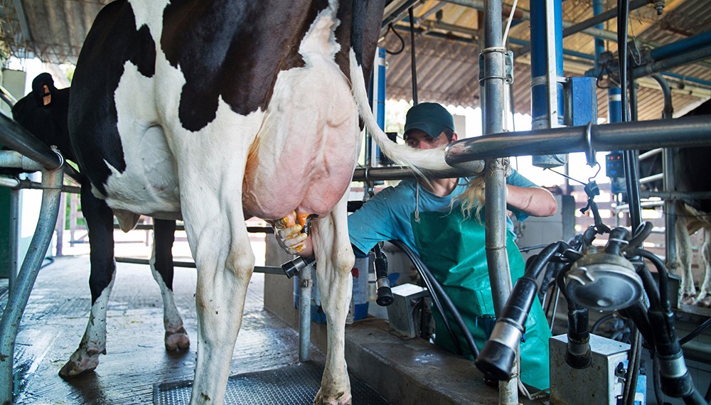 Crisis del sector lácteo: suspenden retenciones por 90 días