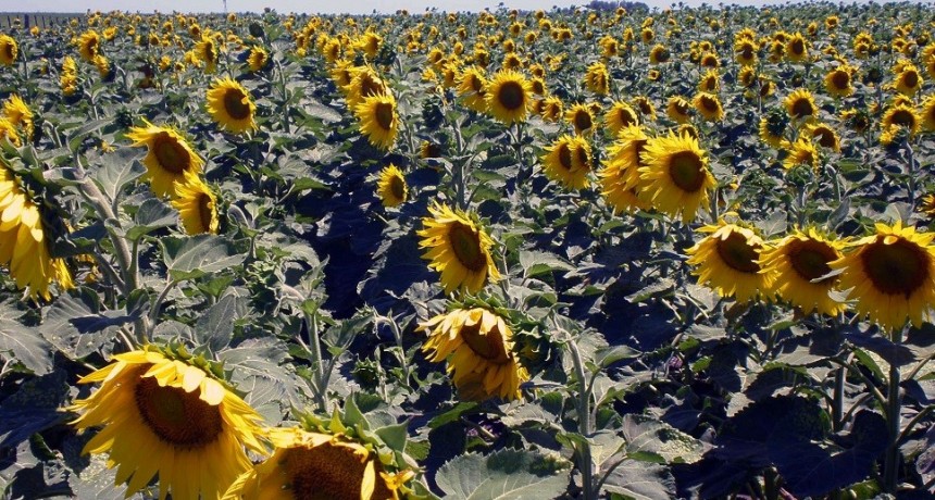 La liquidaci&oacute;n de exportaciones del agro cay&oacute; un 48% en agosto a causa de la sequ&iacute;a