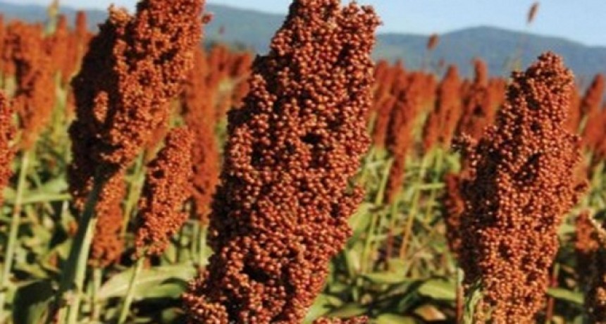 Culmin&oacute; la cosecha de sorgo con 1 mill/tn menos que el a&ntilde;o pasado