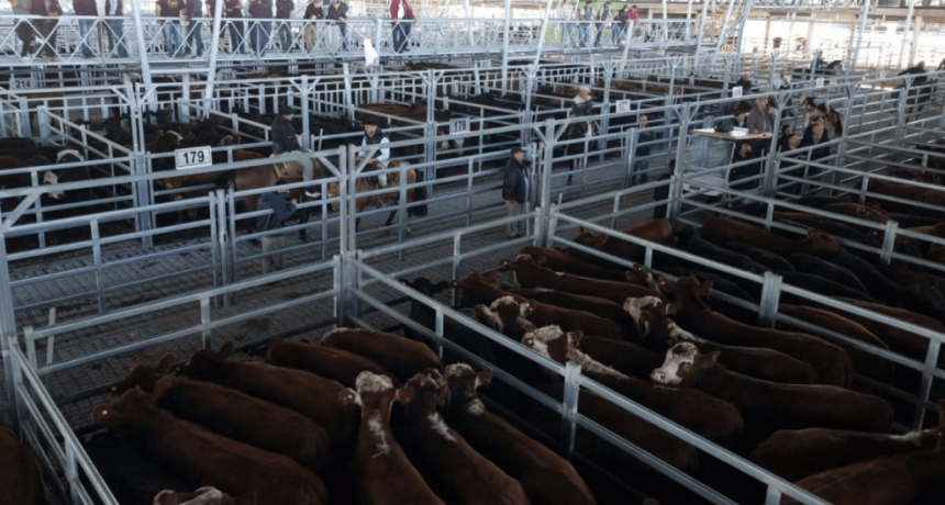 Los consumidores no avalaron la suba de la carne y ahora la hacienda retrocede