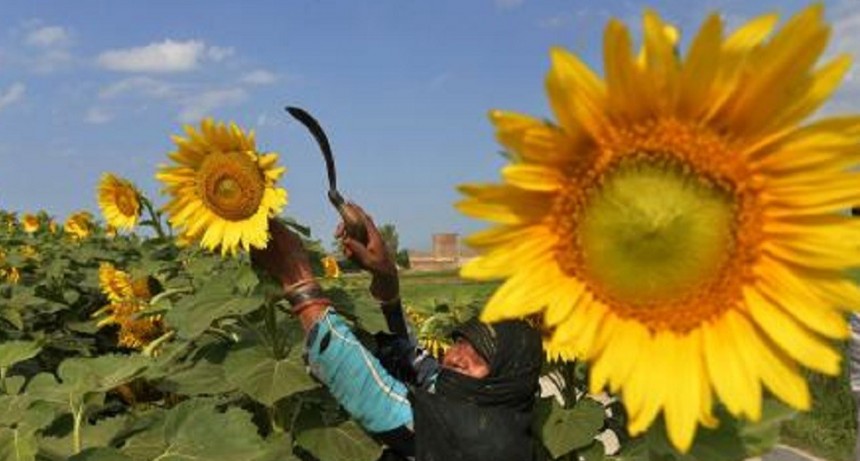 Productores de girasol cuestionaron al gobierno por no incluirlos en la eliminaci&oacute;n de retenciones