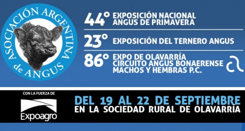 La mejor gen&eacute;tica de Angus vuelve a Olavarr&iacute;a