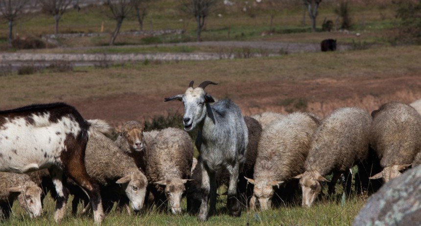 La Argentina exportar&aacute; peque&ntilde;os rumiantes para faena y material gen&eacute;tico a Chile