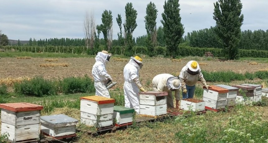 Programa de Fortalecimiento Productivo para la Cadena Ap&iacute;cola: 3084 productores son los primeros beneficiados con m&aacute;s de 439 millones de pesos