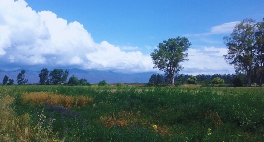 Las pasturas mejoran la diversidad bacteriana del suelo