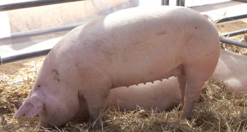 Triquinosis en Olavarr&iacute;a: los casos son 'sospechosos'