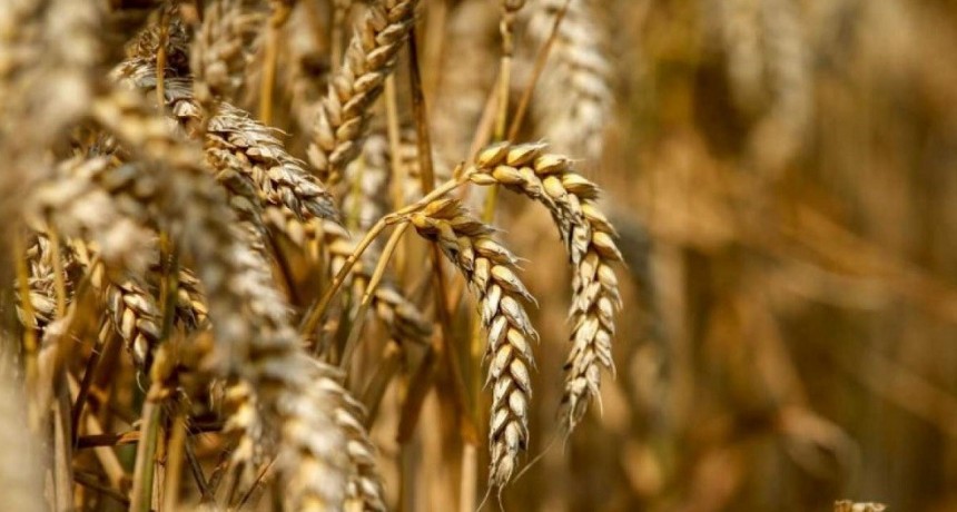El 80% del trigo mejor&oacute; la condici&oacute;n con las lluvias