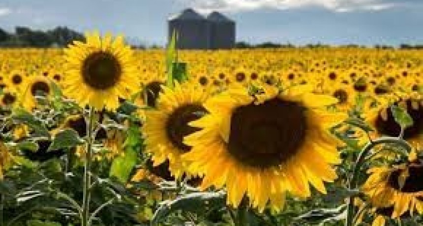 La Bolsa de Buenos Aires anticip&oacute; un ajuste en sus proyecciones para el girasol