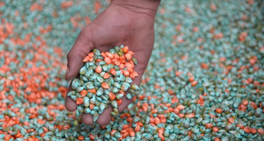 Se habilit&oacute; la inscripci&oacute;n de peque&ntilde;os y medianos productores de trigo y ma&iacute;z al "Programa de Aporte de Nutrientes 2023"