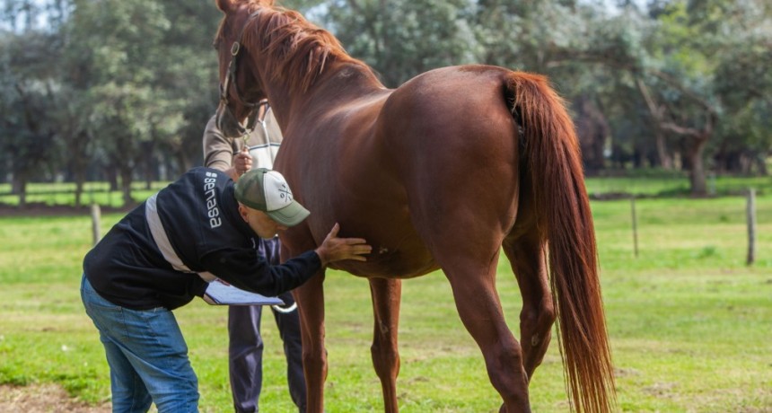 La importancia de la sanidad equina en el marco del D&iacute;a Nacional del Caballo