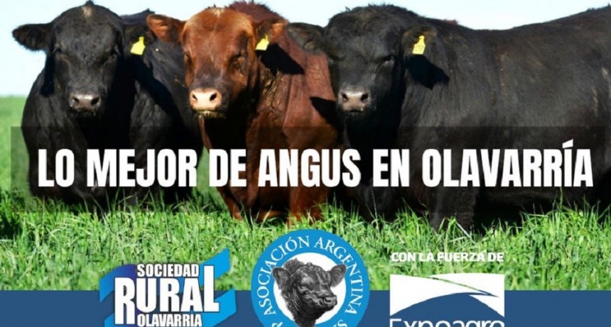 Este mi&eacute;rcoles se vive la segunda jornada de la 44 &ordm;Expo Angus de Primavera en Olavarr&iacute;a