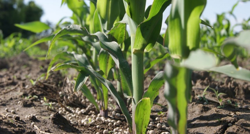Fertilizaci&oacute;n en ma&iacute;z, c&oacute;mo maximizar el aprovechamiento de los nutrientes del suelo