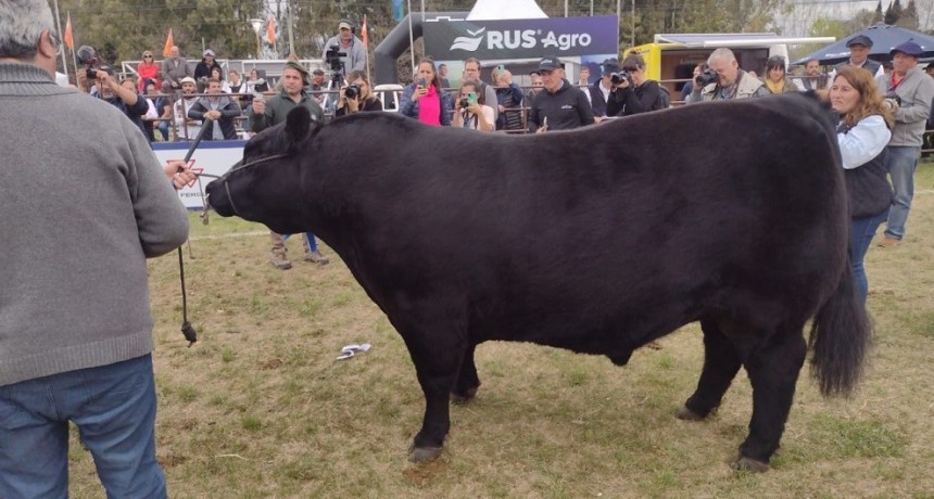 Gran Campe&oacute;n Macho en la Exposici&oacute;n Nacional Angus de Olavarr&iacute;a