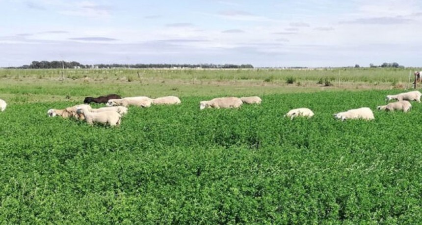 Alfalfa: desarrollan una variedad ideal para pastoreo directo