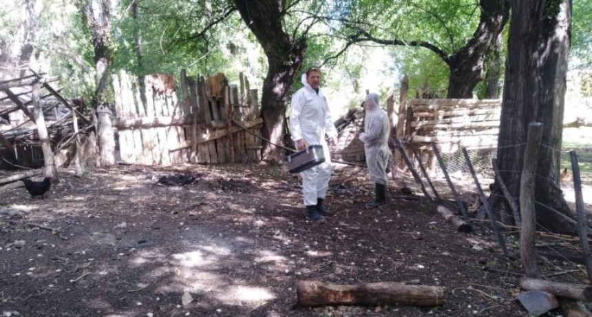 Agricultura asistir&aacute; a tenedores de aves de traspatio afectados por la influenza aviar