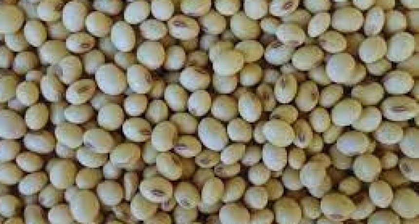 INTA Paran&aacute; 6000: un cultivar de soja todo terreno