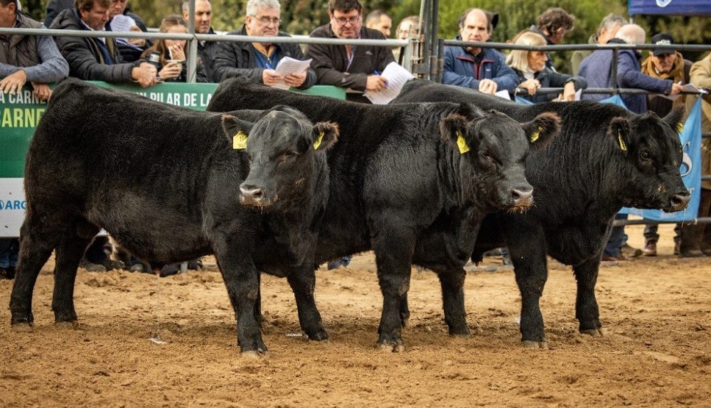 Comienza la Expo Angus en Cañuelas: semana con récord de remates