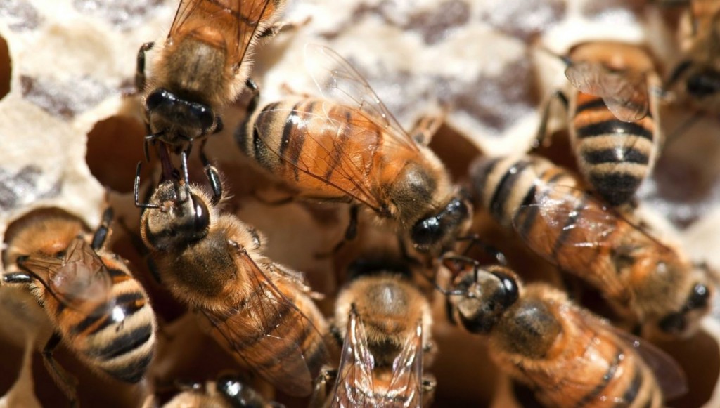 Recomendaciones ante la formación de enjambres de abejas en la vía pública o domicilios