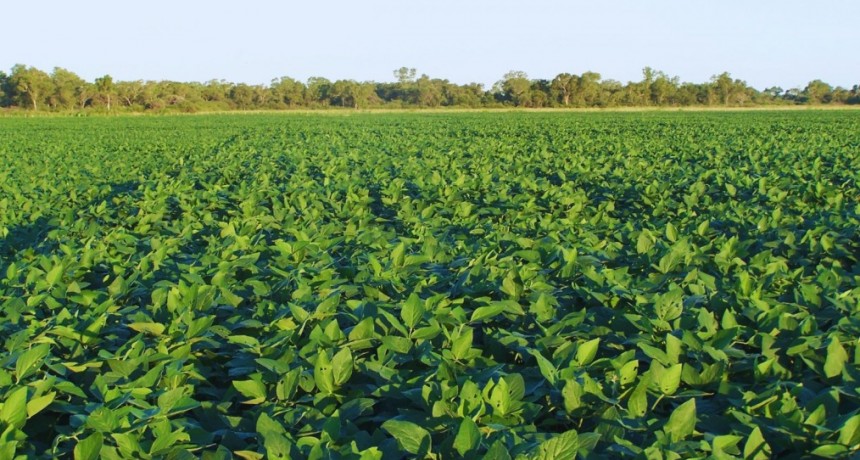 En el NOA, la soja acumul&oacute; hasta un 2 % m&aacute;s de prote&iacute;na