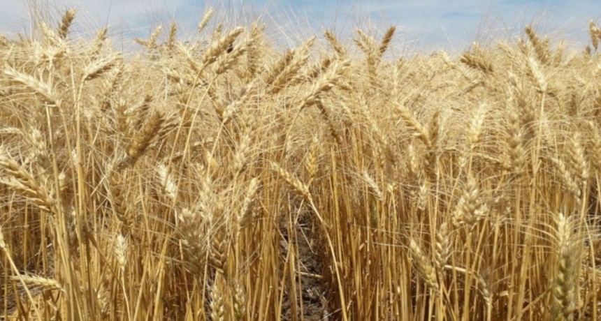 C&oacute;mo aumentar los rendimientos en trigo con fertilizaci&oacute;n nitrogenada