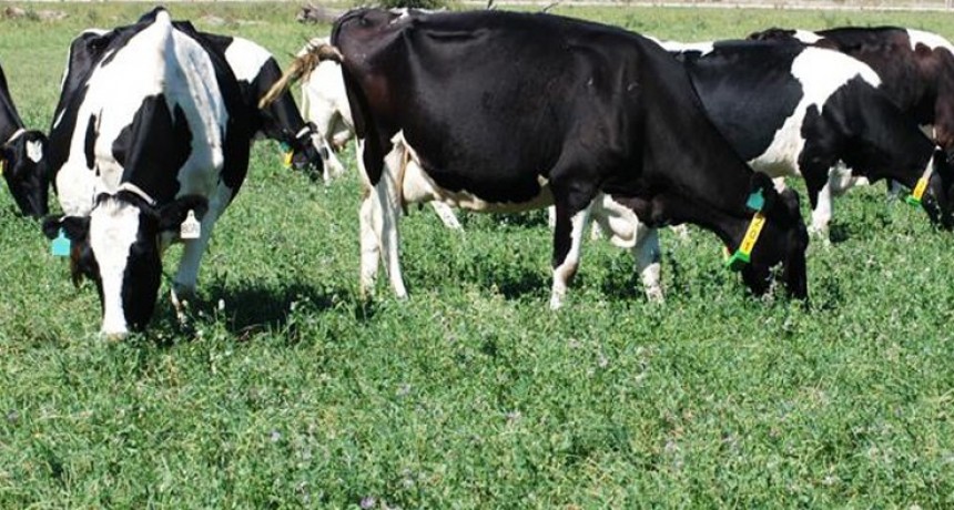 La mejora en el precio de la vaca impulsa la reposici&oacute;n