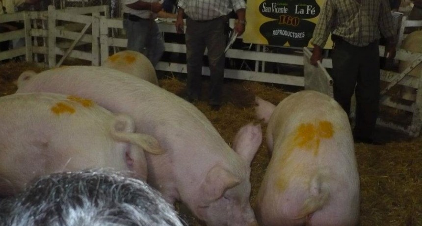 Expo Bol&iacute;var: buen remate de porcinos de Caba&ntilde;a San Vicente