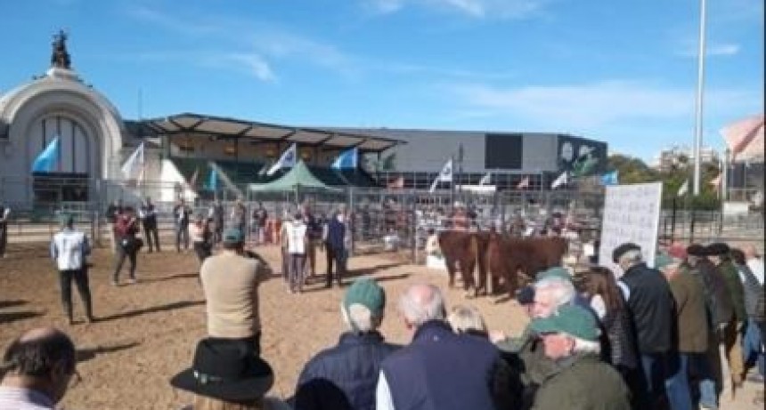 Con ejemplares de todo el pa&iacute;s, Hereford mostr&oacute; su adaptabilidad