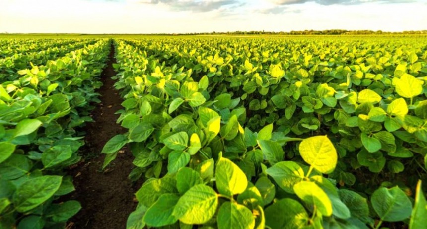 M&aacute;s soja: el cultivo n&uacute;mero uno del pa&iacute;s crecer&aacute; casi un 10%, aunque lo acechan algunos condicionantes