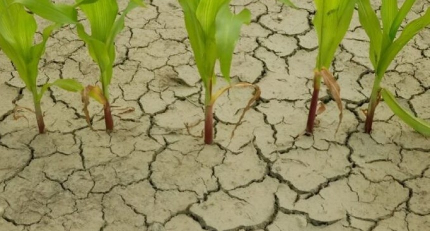 La primavera viene de la mano de &ldquo;La Ni&ntilde;a&rdquo;, que traer&aacute; sequ&iacute;as y bajas temperaturas