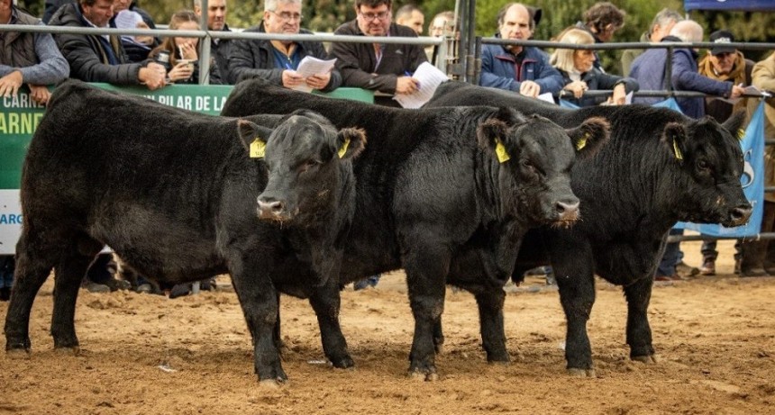 Comienza la Expo Angus en Ca&ntilde;uelas: semana con r&eacute;cord de remates