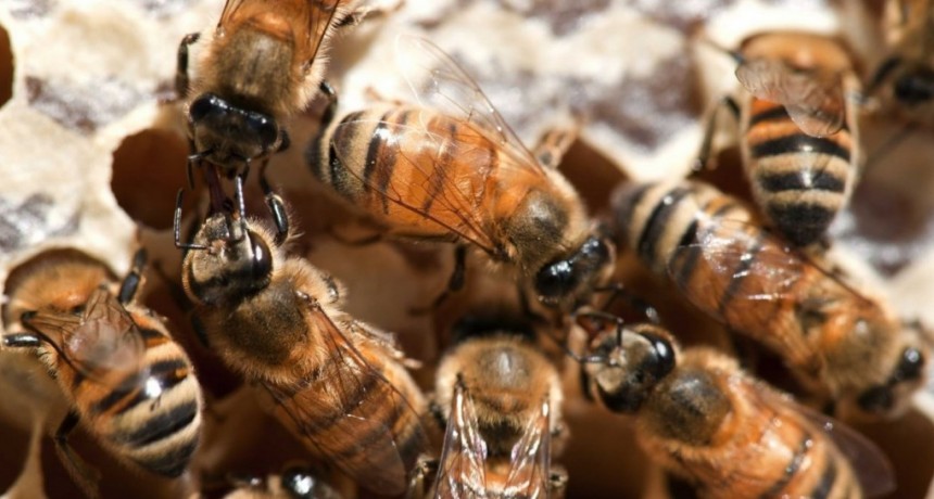 Recomendaciones ante la formaci&oacute;n de enjambres de abejas en la v&iacute;a p&uacute;blica o domicilios