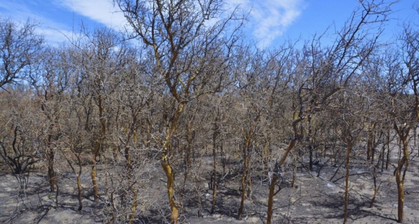 Ante un clima seco y caluroso, c&oacute;mo reducir el riesgo de incendios