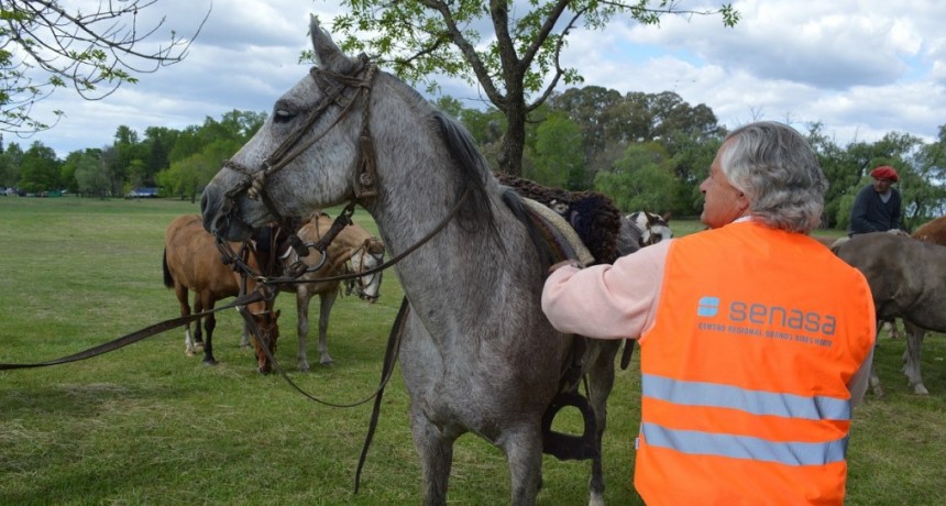 Encefalomielitis equina: La vacunaci&oacute;n como herramienta de prevenci&oacute;n efectiva