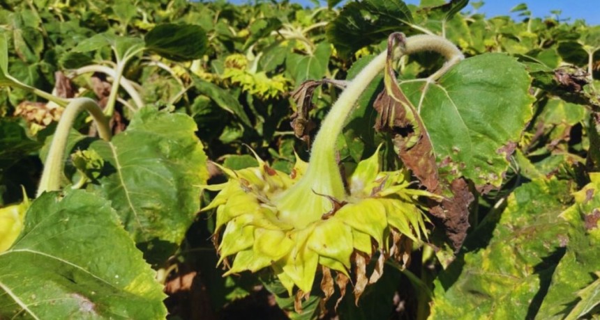 Presentan un sistema de alerta para prevenir el cancro del tallo en girasol