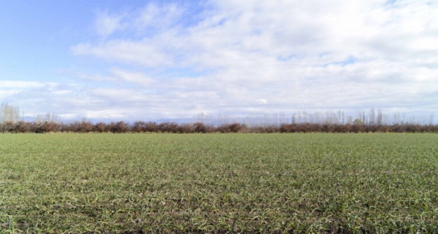 Naci&oacute;n aval&oacute; la emergencia agropecuaria para unos 50 distritos bonaerenses
