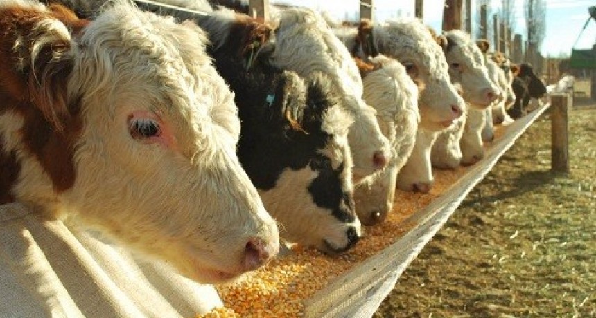 Sube el ternero y baja la rentabilidad en los feedlots