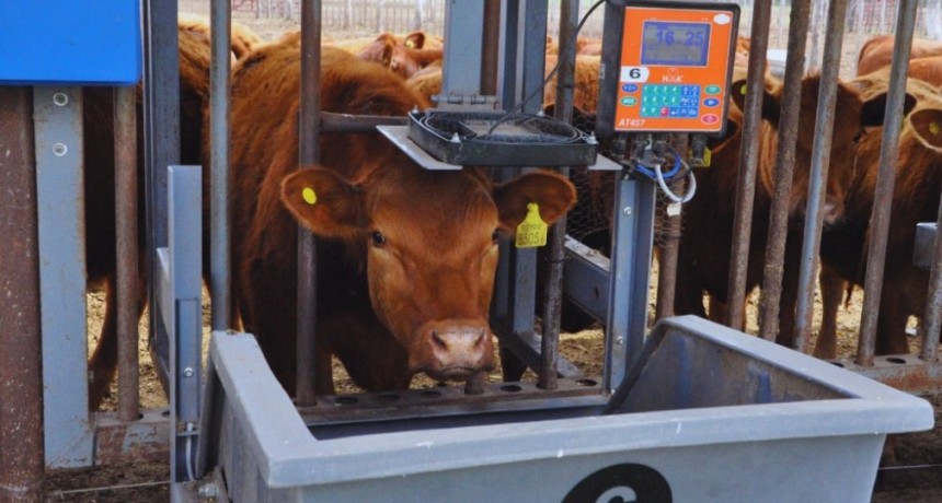 Optimizar la ganader&iacute;a: tecnolog&iacute;as para la toma de decisiones