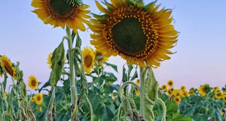 Jopo: conocer esta planta invasiva, clave para evitar que llegue al pa&iacute;s