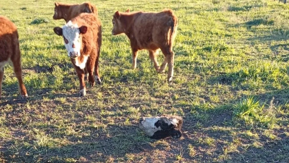 Bolívar: le mataron un ternero en su propio campo y se lo llevaron