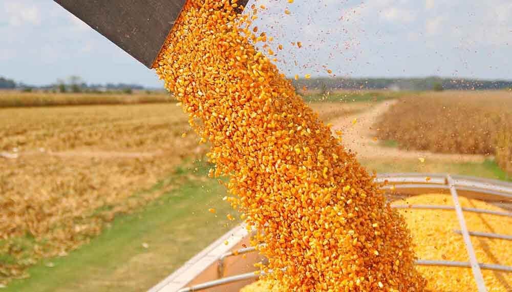 El consumo de maíz 2024/25 para forraje en Argentina se estima en 12,3 Mt