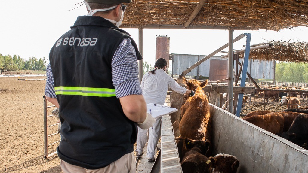 Senasa modifica el plan de vacunación de aftosa para vaquillonas, novillos, novillitos y toritos