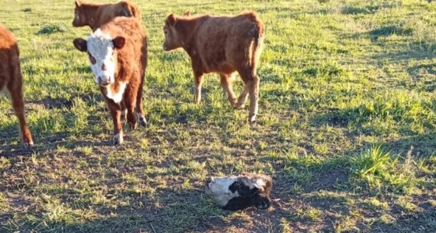 Bol&iacute;var: le mataron un ternero en su propio campo y se lo llevaron
