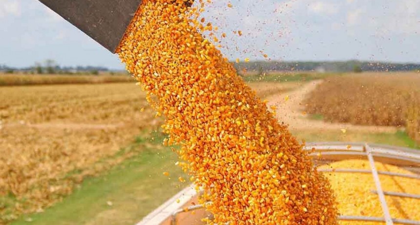 El consumo de ma&iacute;z 2024/25 para forraje en Argentina se estima en 12,3 Mt