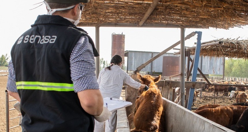 Senasa modifica el plan de vacunaci&oacute;n de aftosa para vaquillonas, novillos, novillitos y toritos