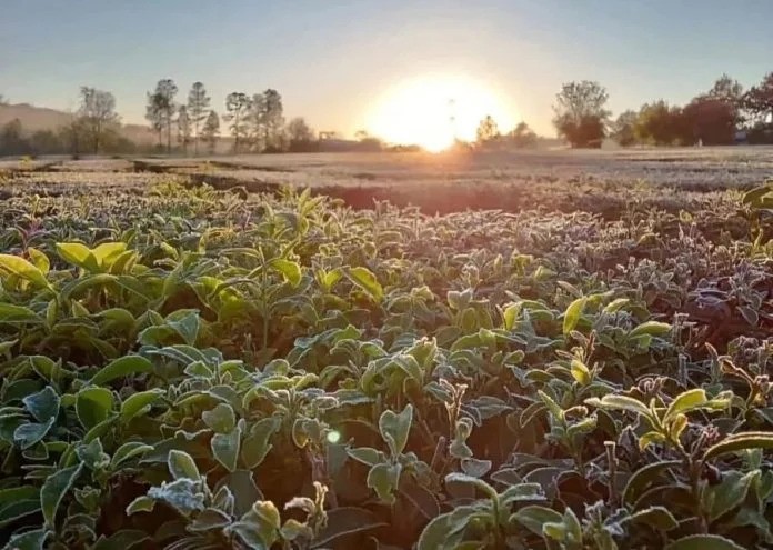Una helada tard&iacute;a afect&oacute; las producciones de frutas en el norte bonaerense