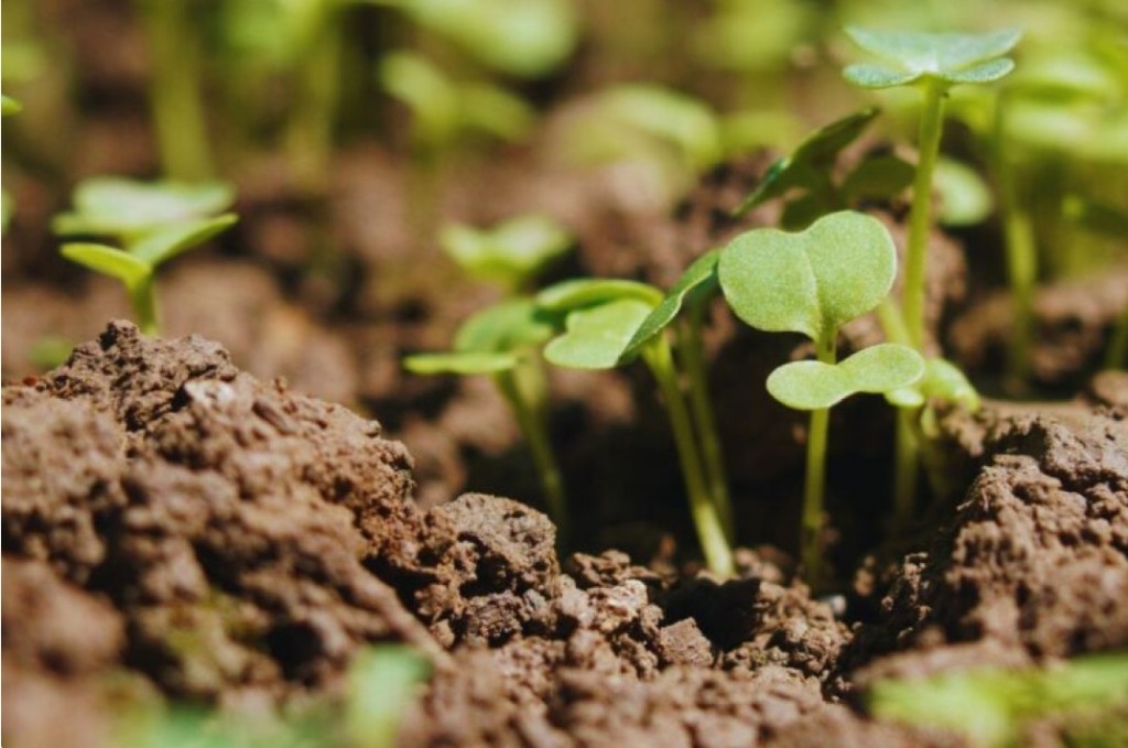 Agricultura: c&oacute;mo producir 30 a&ntilde;os sin agotar el suelo