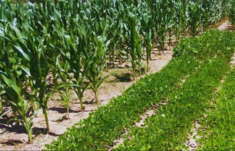 Ma&iacute;z, sorgo, soja y man&iacute;: c&oacute;mo responden al clima