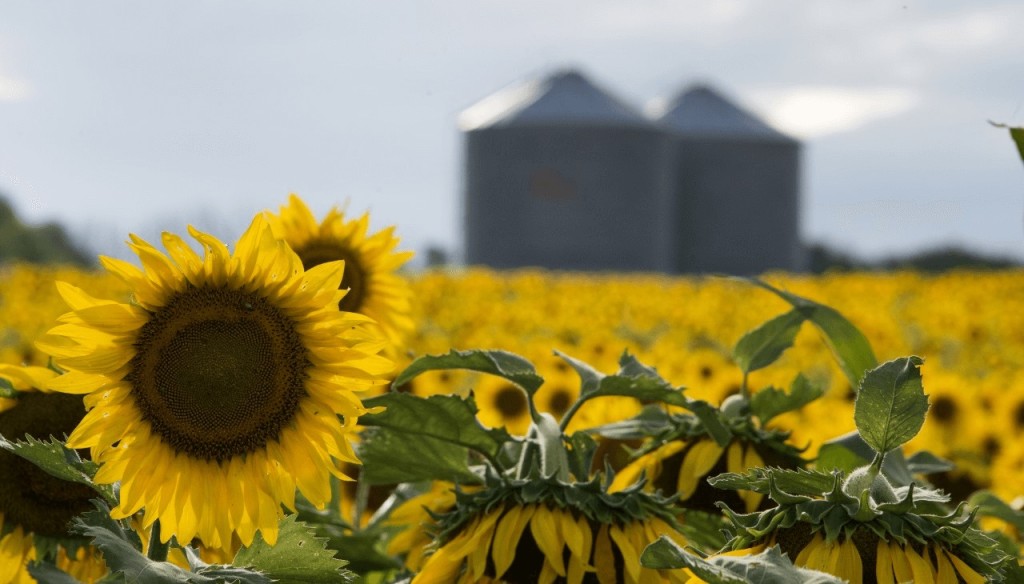 Girasol 2026/27: la siembra ya cubre el 26,6% del &aacute;rea prevista