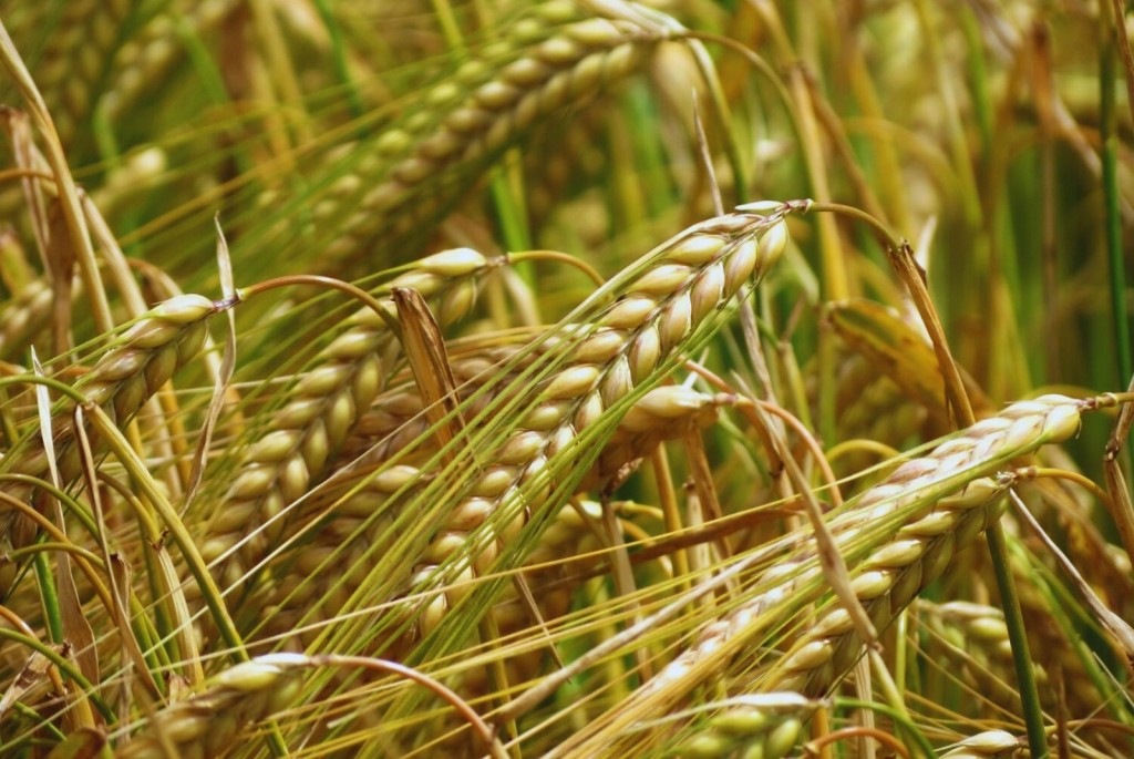 Cebada: el 76% del &aacute;rea est&aacute; en macollaje y mantiene buen estado