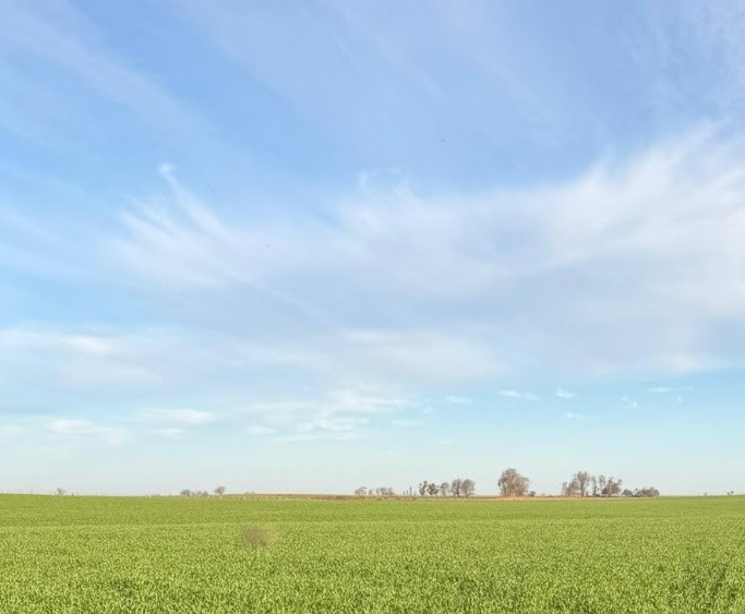 La Pampa: el trigo y la cebada avanzan en buen estado, pero miran las lluvias y las heladas